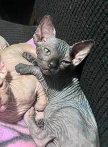 Sphynx - Sphynx Kitten For Sale - NC, US Sphynx - Sphynx Kitten For Sale - NC, US