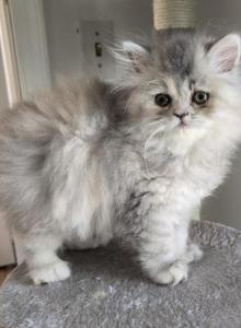 Pinkface - Persian Kitten For Sale - NJ&comma; US