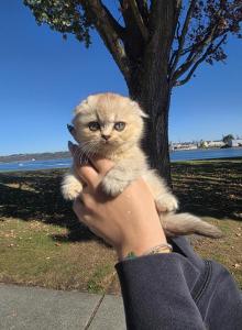 Max - Scottish Fold Kitten For Sale - Tacoma, WA, US Max - Scottish Fold Kitten For Sale - Tacoma, WA, US