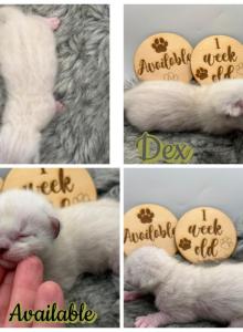 Dex - Bengal Kitten For Sale - ME, US Dex - Bengal Kitten For Sale - ME, US