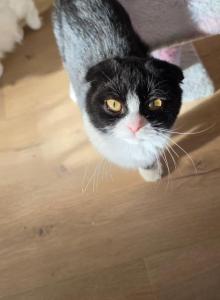 Azizi - Scottish Fold Kitten For Sale - Kernersville, NC, US Azizi - Scottish Fold Kitten For Sale - Kernersville, NC, US