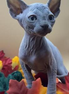 Sterling - Sphynx Kitten For Sale - Glendale&comma; AZ&comma; US