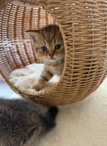 Adorable Scottish Fold Kittens for Adoption - Scottish Fold Kitten For Sale - Los Angeles, CA, US Adorable Scottish Fold Kittens for Adoption - Scottish Fold Kitten For Sale - Los Angeles, CA, US