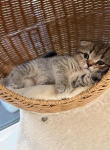Adorable Scottish Fold Kittens for Adoption - Scottish Fold Kitten For Sale - Los Angeles, CA, US Adorable Scottish Fold Kittens for Adoption - Scottish Fold Kitten For Sale - Los Angeles, CA, US