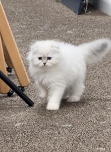 Sweetie - Scottish Fold Kitten For Sale - Fairview, NJ, US Sweetie - Scottish Fold Kitten For Sale - Fairview, NJ, US