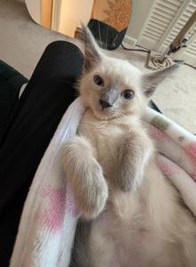 Blanket - Siamese Kitten For Adoption - MA, US Blanket - Siamese Kitten For Adoption - MA, US