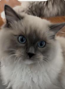 Oscar Blue Mitted Ragdoll Kitten - Ragdoll Kitten For Sale - Laurel, MD, US Oscar Blue Mitted Ragdoll Kitten - Ragdoll Kitten For Sale - Laurel, MD, US