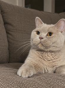 Harley Girl - British Shorthair Cat For Sale - Providence, RI, US Harley Girl - British Shorthair Cat For Sale - Providence, RI, US