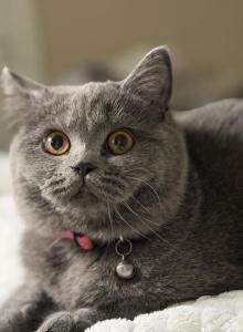 Alice1 - British Shorthair Kitten For Sale - Huntington, NY, US Alice1 - British Shorthair Kitten For Sale - Huntington, NY, US