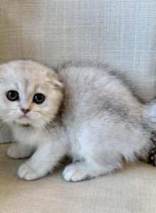 Scottish Fold Silver Brother And Sister - Scottish Fold Kitten For Sale - Orlando&comma; FL&comma; US