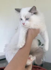 RESERVED - Ragdoll Kitten For Sale - IL, US RESERVED - Ragdoll Kitten For Sale - IL, US