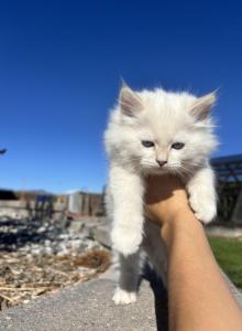 Siberian - Siberian Kitten For Sale - CO, US Siberian - Siberian Kitten For Sale - CO, US