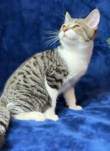 Persian Mix Kitten Male - Domestic Kitten For Sale - Rialto, CA, US Persian Mix Kitten Male - Domestic Kitten For Sale - Rialto, CA, US
