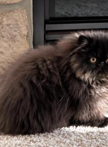 Black boy - Persian Kitten For Sale - Clay&comma; PA&comma; US