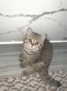Lilly - Scottish Straight Kitten For Sale - Naperville, IL, US Lilly - Scottish Straight Kitten For Sale - Naperville, IL, US