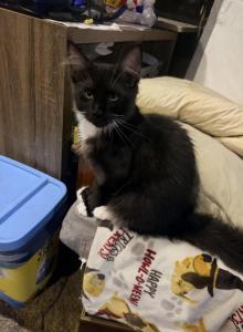 Black white - Maine Coon Kitten For Sale - Elkland, MO, US Black white - Maine Coon Kitten For Sale - Elkland, MO, US