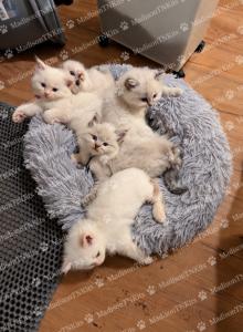 Lovely Litter of Seven Little Angels - Ragdoll Kitten For Sale - Madison&comma; TN&comma; US