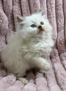 Cinnamon Male Ragdolls - Ragdoll Kitten For Sale - PA&comma; US