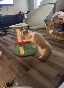 Gaston - Ragdoll Kitten For Sale - San Diego&comma; CA&comma; US