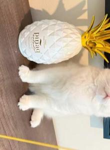 Blue - Ragdoll Kitten For Sale - Murrieta&comma; CA&comma; US