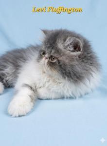 Levi Fluffington - Exotic Kitten For Sale - Warminster&comma; PA&comma; US