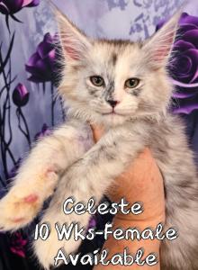 Celeste The Heavenly Litter - Maine Coon Kitten For Sale - Kingman&comma; AZ&comma; US