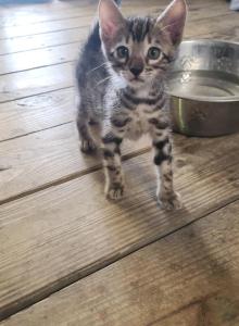 Loki - Bengal Kitten For Sale - Sherman&comma; TX&comma; US