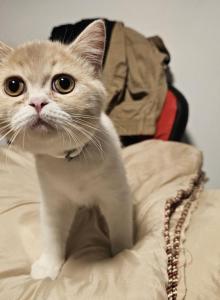 nr 1 - Exotic Kitten For Sale - Escondido&comma; CA&comma; US