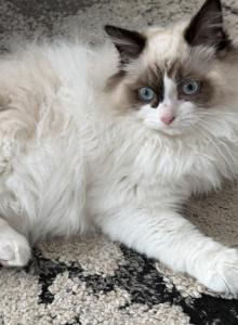 Fluffy handsome boy Ragdoll Male - Ragdoll Kitten For Adoption - Auburn&comma; WA&comma; US