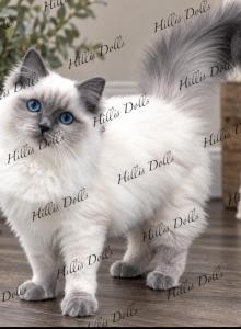 The Sea of Traditional BluePoints - Ragdoll Kitten For Sale - Millersport&comma; OH&comma; US