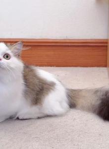 MK028 - Munchkin Kitten For Sale - Los Angeles, CA, US MK028 - Munchkin Kitten For Sale - Los Angeles, CA, US