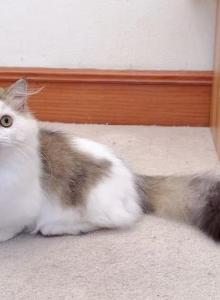 MK028 - Munchkin Kitten For Sale - Los Angeles&comma; CA&comma; US