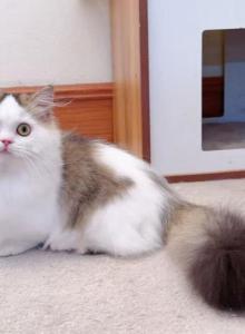 MK028 - Munchkin Kitten For Sale - Los Angeles&comma; CA&comma; US