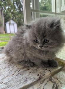Lucky - Scottish Straight Kitten For Sale - Algona&comma; WA&comma; US