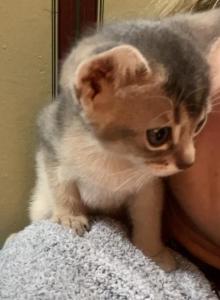 Shoulder sweet girl - Abyssinian Kitten For Sale - Spring Hill&comma; FL&comma; US