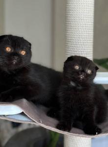 Noam - Scottish Fold Kitten For Sale - New York&comma; NY&comma; US