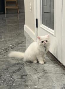 Luna baby girl - Persian Kitten For Sale - Houston&comma; TX&comma; US