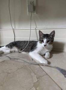 Leo - Domestic Kitten For Adoption - Columbus, OH, US Leo - Domestic Kitten For Adoption - Columbus, OH, US