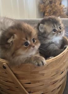 Tiffany - Scottish Fold Kitten For Sale - Sacramento&comma; CA&comma; US