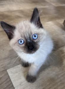 Siamese - Siamese Kitten For Sale - Adams&comma; WI&comma; US