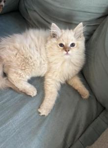 Chocolate lynx female - Ragdoll Kitten For Sale - Butler&comma; PA&comma; US
