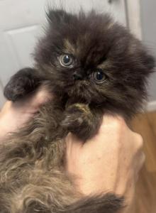 Baby - Persian Kitten For Sale - Conyers&comma; GA&comma; US