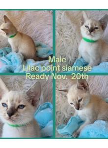 Lilac point siamese male - Siamese Kitten For Sale - Bedford&comma; PA&comma; US