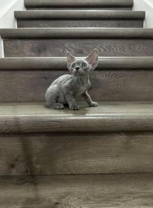 Rex - Devon Rex Kitten For Sale - Melbourne&comma; FL&comma; US
