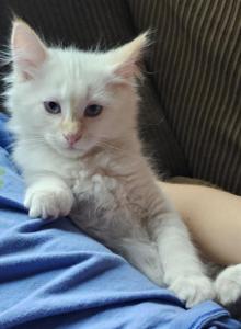 Waffle - Domestic Kitten For Sale - Parker&comma; CO&comma; US