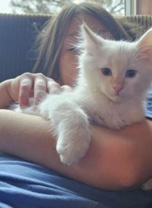 Waffle - Domestic Kitten For Sale - Parker, CO, US Waffle - Domestic Kitten For Sale - Parker, CO, US
