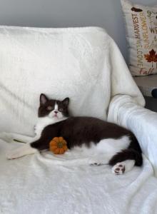Scottish boy - Scottish Straight Kitten For Sale - Shakopee&comma; MN&comma; US