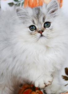 Spencer - Persian Kitten For Sale - Boiling Springs&comma; PA&comma; US