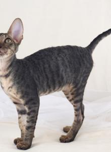 Verenas Rex  Paul - Cornish Rex Kitten For Adoption - Traverse City&comma; MI&comma; US