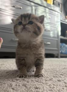 Ophelia - British Shorthair Kitten For Sale - San Marcos&comma; CA&comma; US
